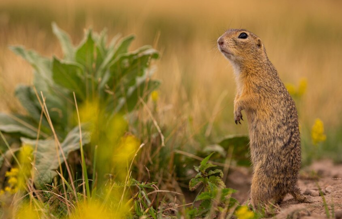 Animal Populations - PawrPose